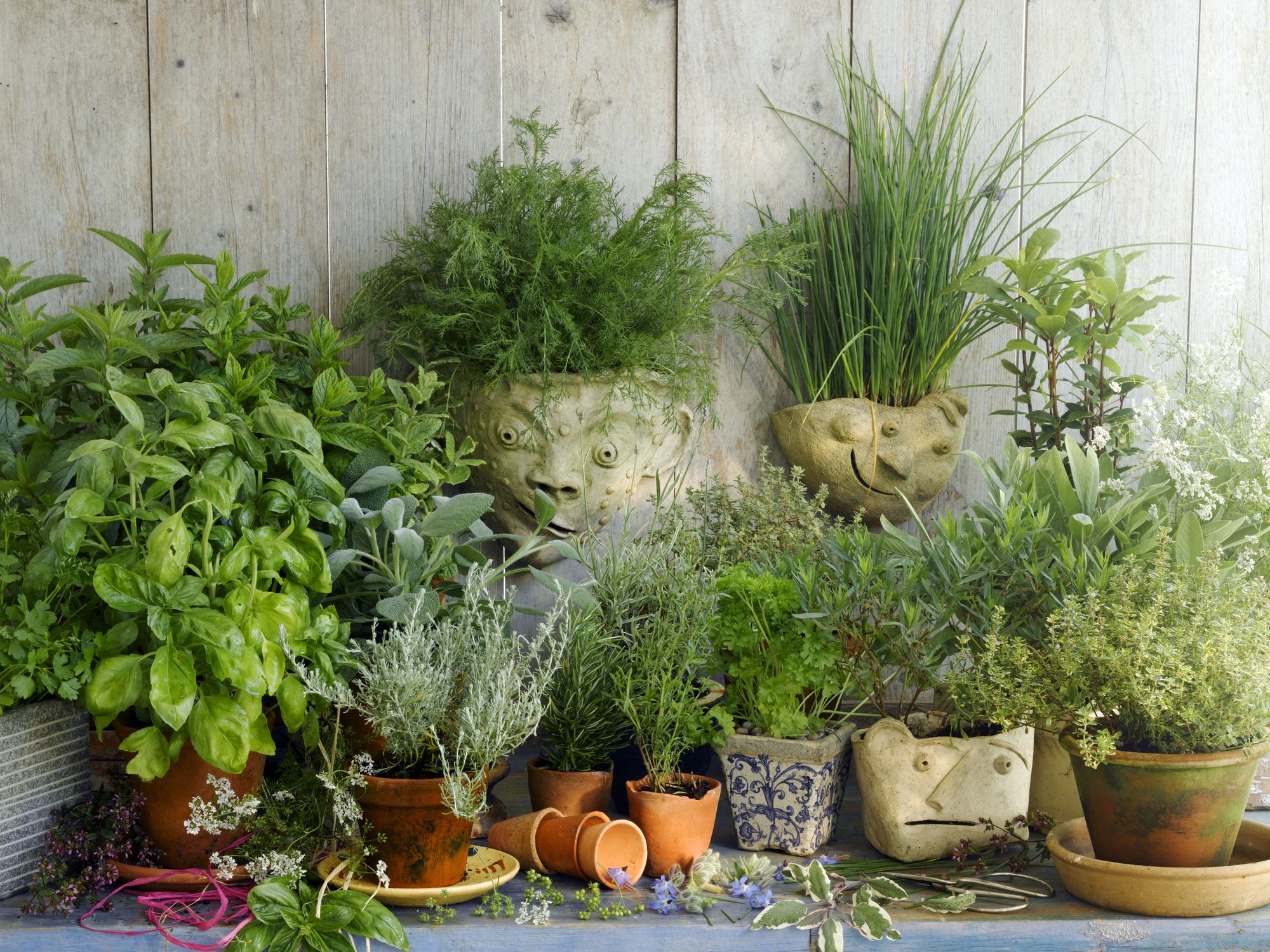 Five Great Tips to Follow for Successful Herb Gardening