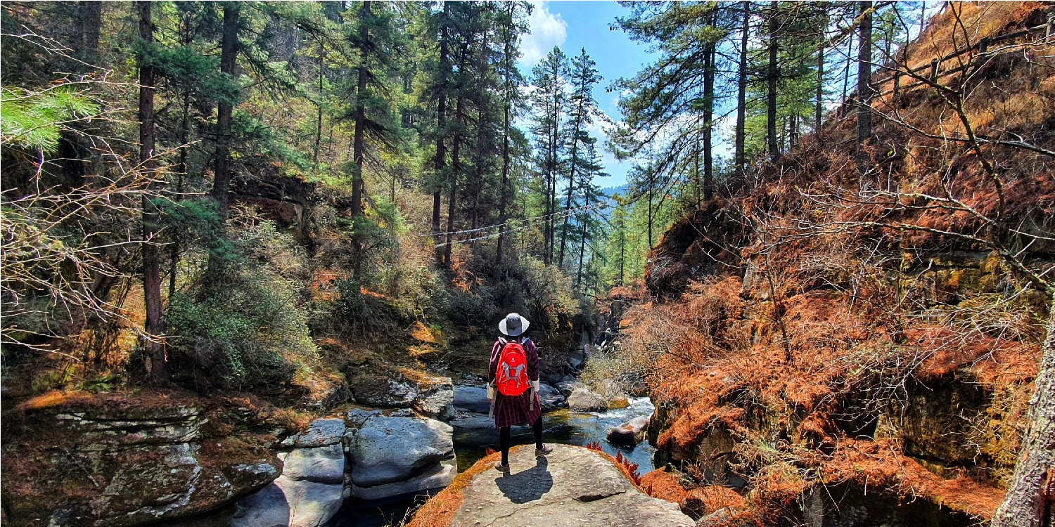 Forest along the Trans Bhutan Trail