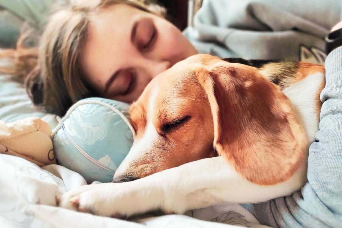 A Dog Can Dream - the Same as a Human. Find Out the Details