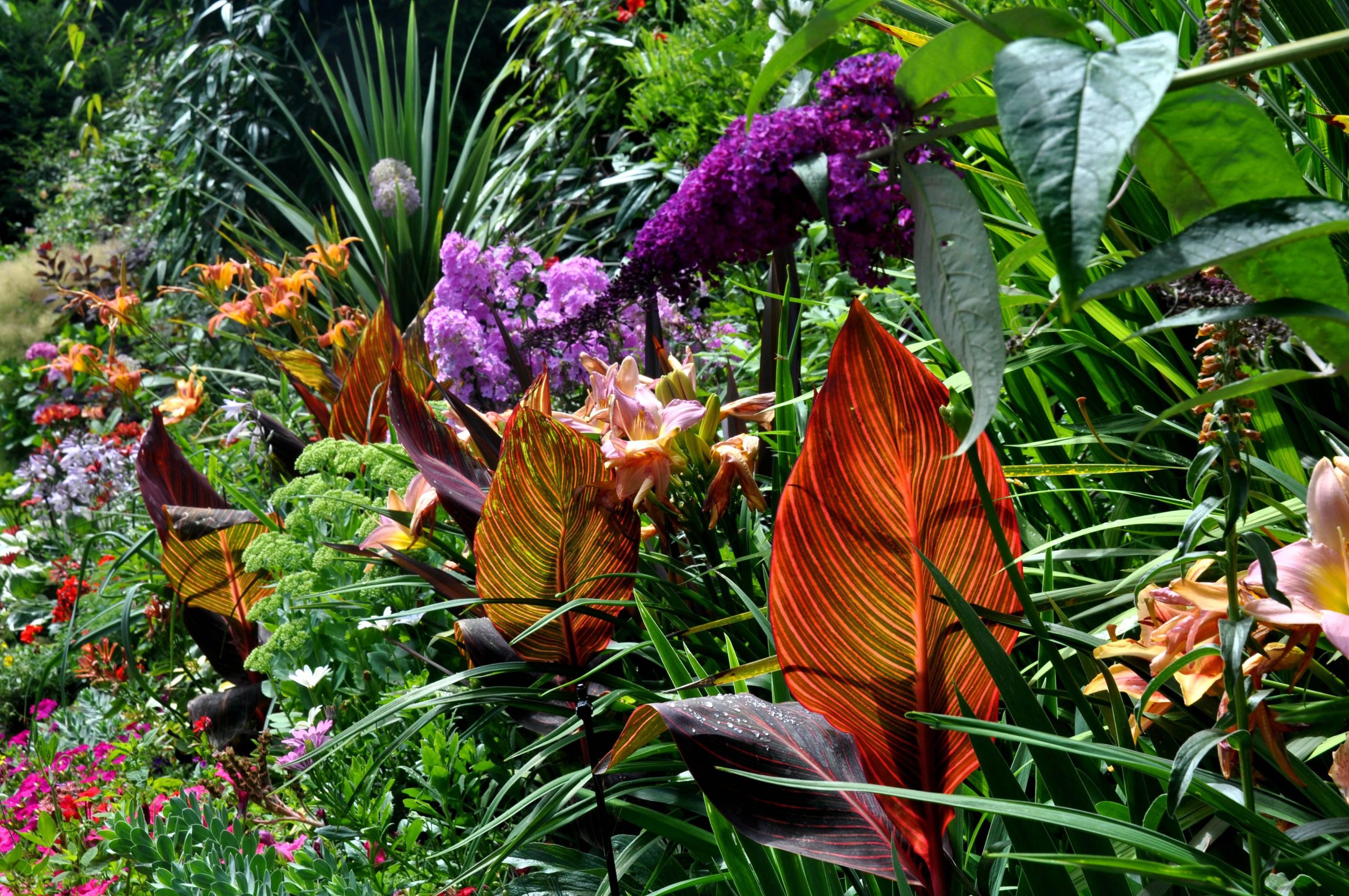 Top 7 Attractive Tropical Plants That Can Add Flair to Any Garden