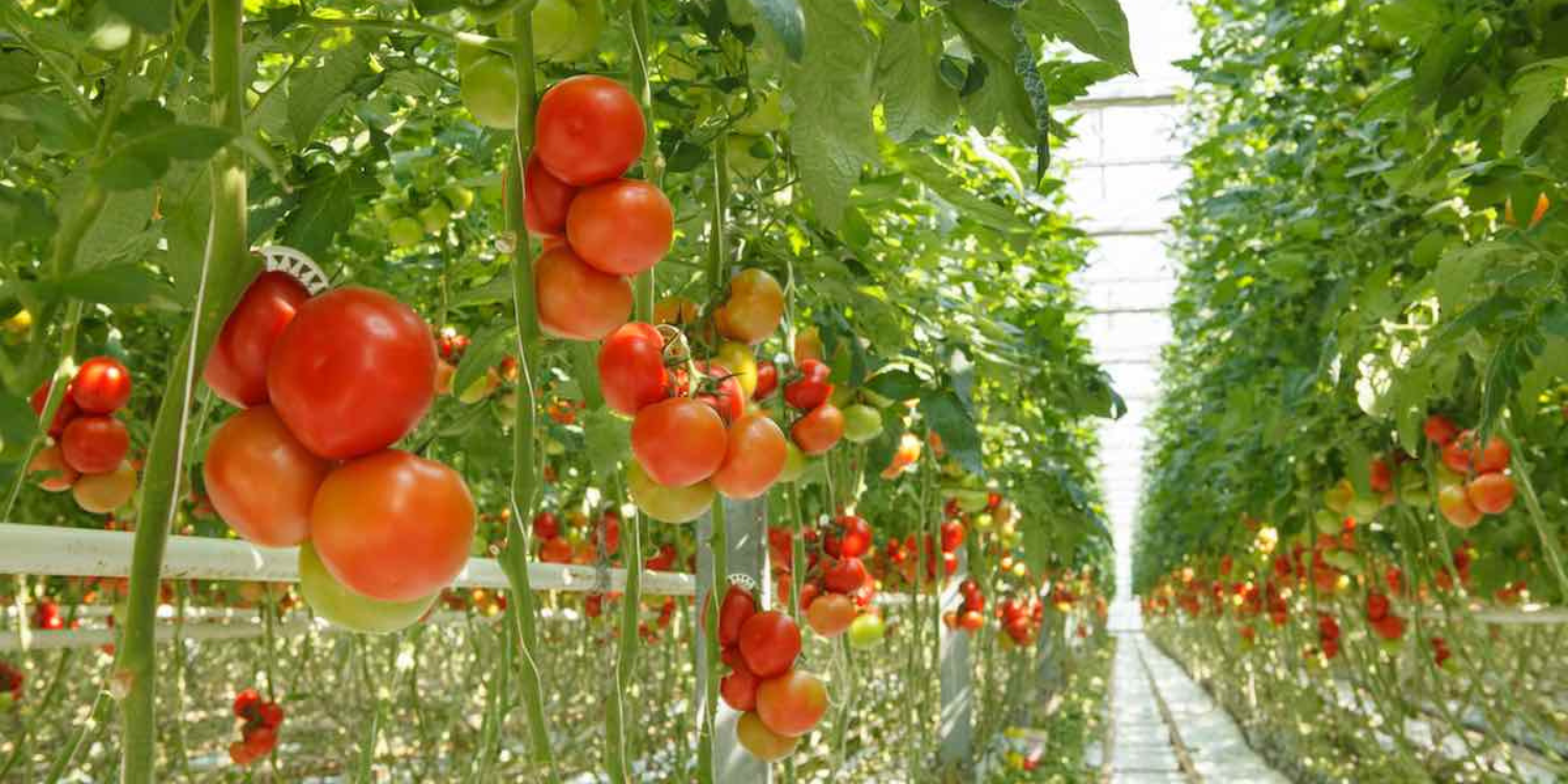 The Effective Way of Growing Tomatoes Upside Down, With a Few Tips