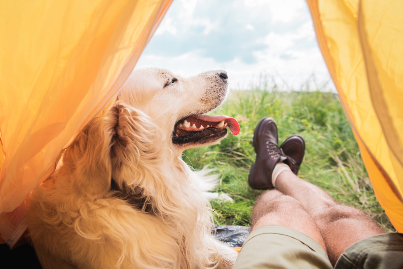 Tips to Follow and Have Fun With the Dog on the Next Camping Trip