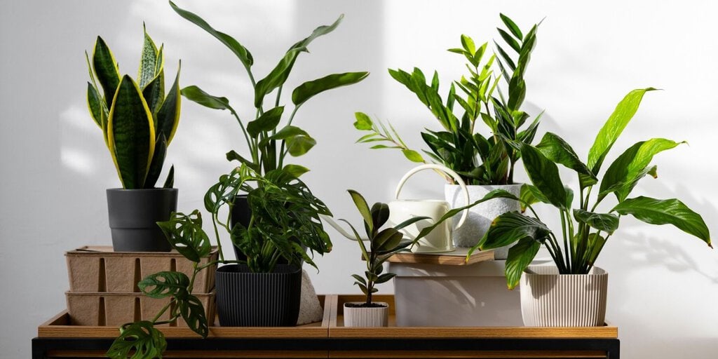 Easily Create the Ideal Lighting Conditions for Indoor Plants